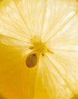 ISHBILIA